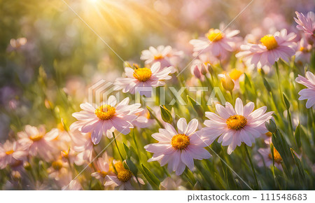Sunny spring field: Vibrant flowers under the sun 111548683