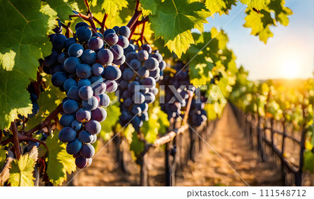 Sunny vineyard with clusters of ripe grapes in focus 111548712