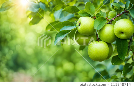 Green apple-laden tree focal point, lush garden 111548714