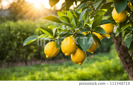 Lemon tree branches laden with bright yellow lemons Lemon tree branches laden with bright yellow lemons 111548719