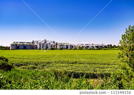 Field of green grass and flowers with silos in the background. 111549158