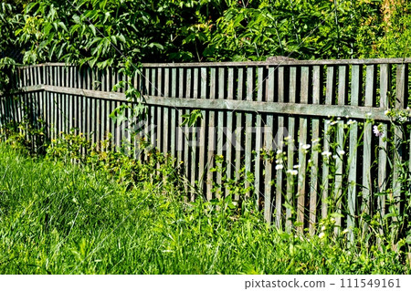 Wooden fence with green boards and white flowers growing at its base. Wooden fence with green boards and white flowers growing at its base. 111549161