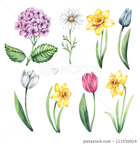 Watercolor set of spring illustrations with flowers tulip, hydrangea, daffodil, grass 111550024