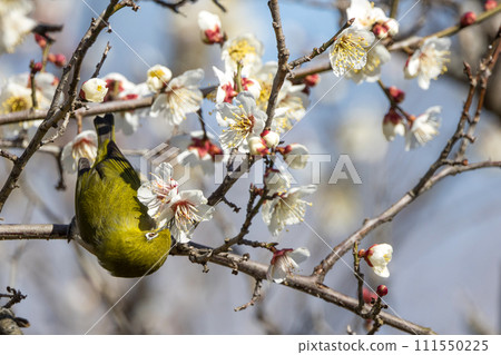 White-eye that sucks the nectar of plum blossoms 111550225