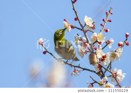 Mejiro吮吸梅花的蜂蜜 Mejiro吮吸梅花的蜂蜜 111550229
