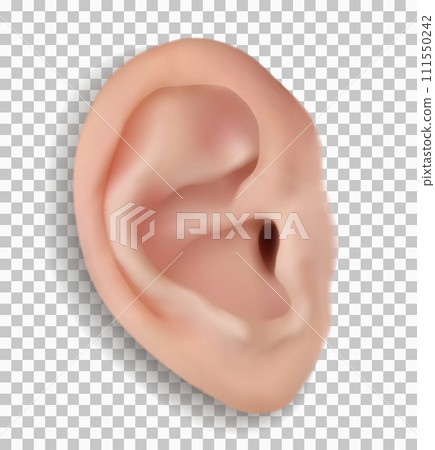Realistic human ear isolated on transparent background. Beautiful 3d vector face part with funnel 111550242
