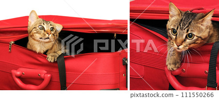 Set photos of young kitten in suitcase isolated on white Set photos of young kitten in suitcase isolated on white 111550266