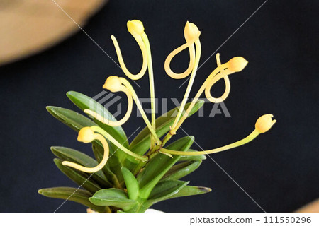 Fukiran (yellow flower) is a classic garden plant of the Orchidaceae family unique to Japan. 111550296