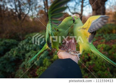 Closeup of a person feeding vibrant green parakeets in a London park, with one bird perched on the hand and another in flight, displaying colorful feathers in the golden light of late afternoon. Closeup of a person feeding vibrant green parakeets in a London park, with one bird perched on the hand and another in flight, displaying colorful feathers in the golden light of late afternoon. 111550413