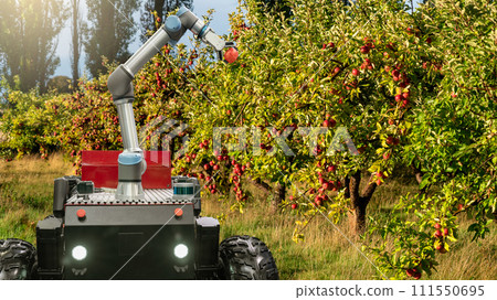Autonomous robot harvester with robotic arm harvesting apples on a smart farm. Concept 111550695