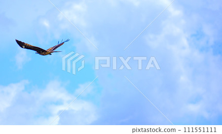 A flying kite 111551111