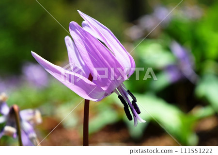 卡塔庫栗花林精靈 111551222