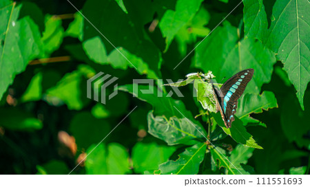 Aosiagehaha Aosiagehaha 111551693