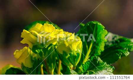 Primula's flower 111551764