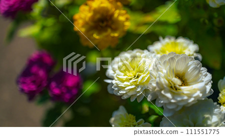 Chrysanthemum   111551775
