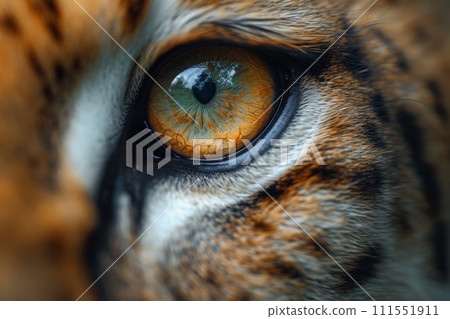 Close-up of a young lioness's face and eyes Close-up of a young lioness's face and eyes 111551911