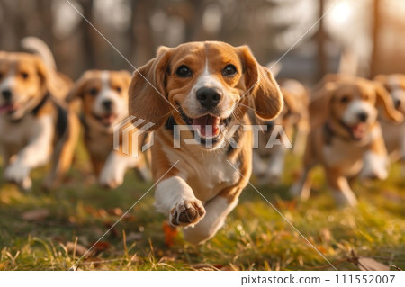 Running beagle dogs run on the green grass in summer 111552007