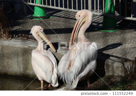Zoo scene with two white pelicans Zoo scene with two white pelicans 111552249