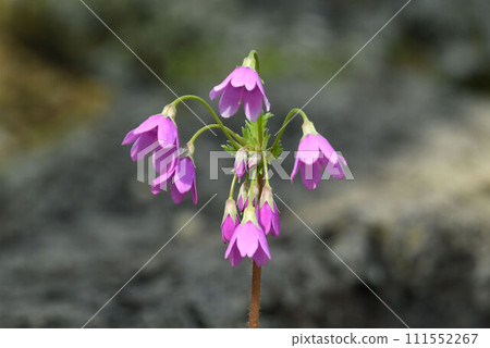 Primrose has cute pink downward-facing flowers that can be seen on Rebun Island and Rishiri Island in Hokkaido. 111552267