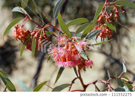 Blooming Eucalyptus twirled (lat. - Eucalyptus torquata) Blooming Eucalyptus twirled (lat. - Eucalyptus torquata) 111552275