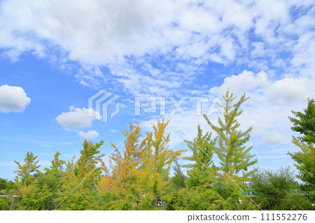 Leaves of colored ginkgo biloba Leaves of colored ginkgo biloba 111552276