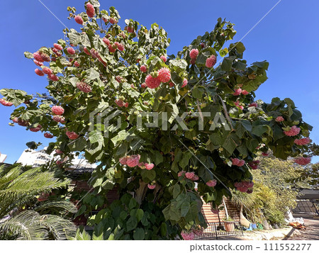 Beautiful flowering tree Dombeya Wallichi Beautiful flowering tree Dombeya Wallichi 111552277