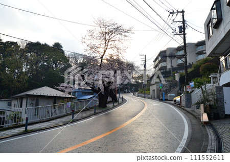 Cherry blossom road after the rain 111552611