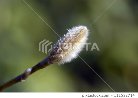 Tamshiba Misjak buds 111552714