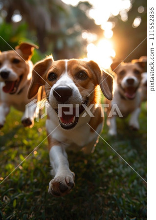Running beagle dogs run on the green grass in summer 111552836