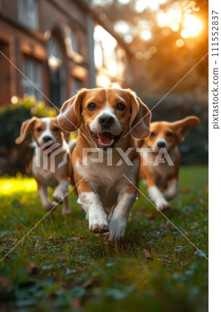 Running beagle dogs run on the green grass in summer 111552837