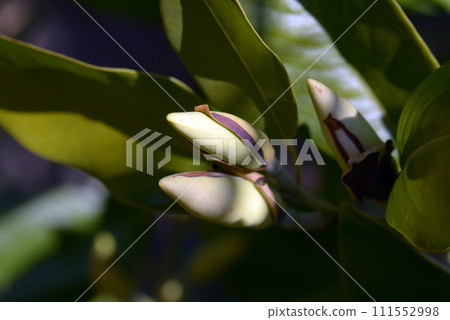Michelia Maudaye buds 111552998