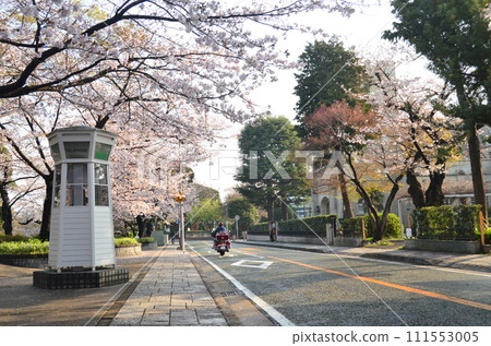 Yamate cherry blossom avenue Yamate cherry blossom avenue 111553005