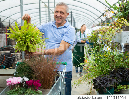 Elderly man chooses various potted flowers at flower market 111553034