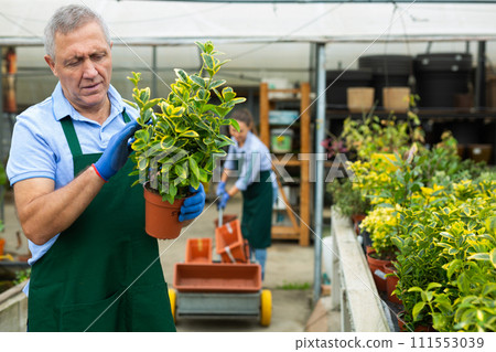 Middle-aged man, botanist checking the leaves while holding pot with Euonymus Aurea in the greenhouse Middle-aged man, botanist checking the leaves while holding pot with Euonymus Aurea in the greenhouse 111553039
