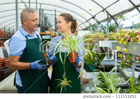 Woman and man are standing with blooming flower Chlorophytum on their work place in hothouse Woman and man are standing with blooming flower Chlorophytum on their work place in hothouse 111553051