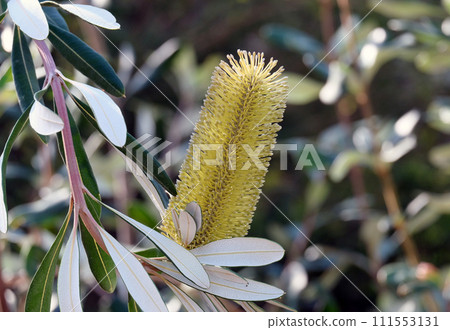 Australian wildflowers and popular garden plant Banksia (lat.- Banksia) 111553131