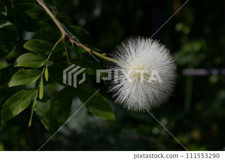 white beetle white beetle 111553290