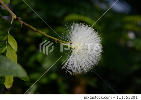 white beetle white beetle 111553291