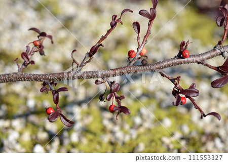 Kamatsuka lingonberry 111553327