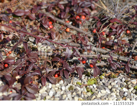 神塚越橘 111553329