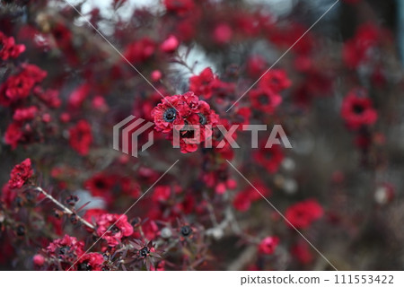 Flowers and nectar plants of Gyoryubai (Japanese willow plum) are used as essential oils. 111553422