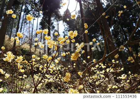 稱為殖民地的水源村乙富六 111553436