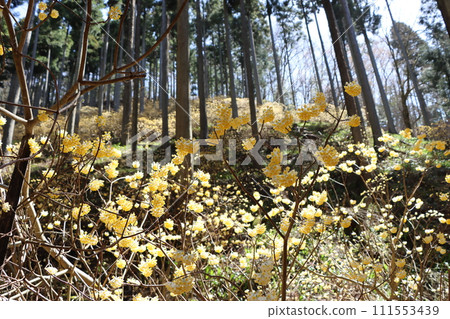 老托米區，被稱為殖民地的水源村 111553439