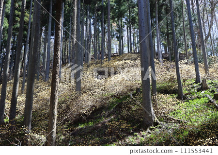 透過樹林的陽光溫暖地註視著三俁的成長。 111553441