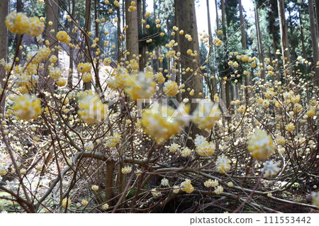 透過樹林的陽光溫暖地註視著三俁的成長-第1部分 透過樹林的陽光溫暖地註視著三俁的成長-第1部分 111553442