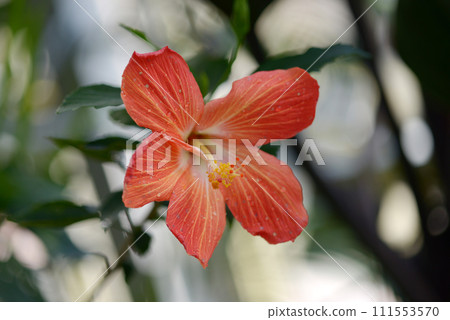 Hibiscus Hibiscus 111553570