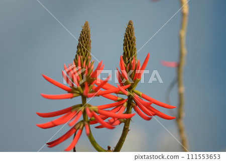 brazil deigo 111553653