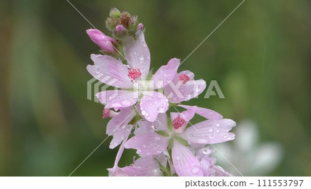 Sidal sea flower 111553797