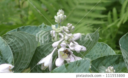 玉簪花和蜜蜂 玉簪花和蜜蜂 111553800