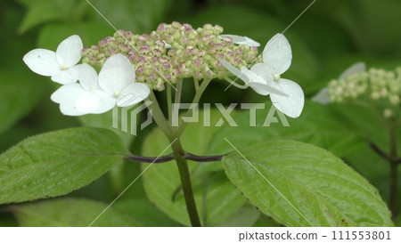 Gaku繡球花 Gaku繡球花 111553801